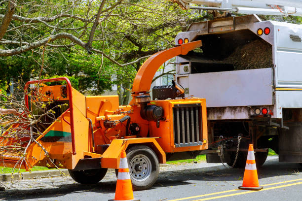 Tree and Shrub Care in Mcchord Af, WA