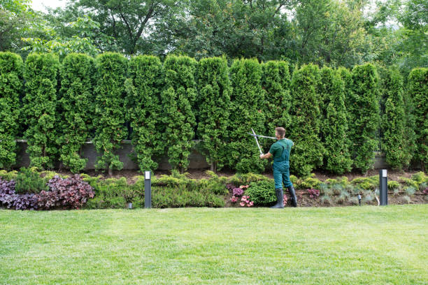 Best Tree Maintenance Programs  in Mcchord Af, WA