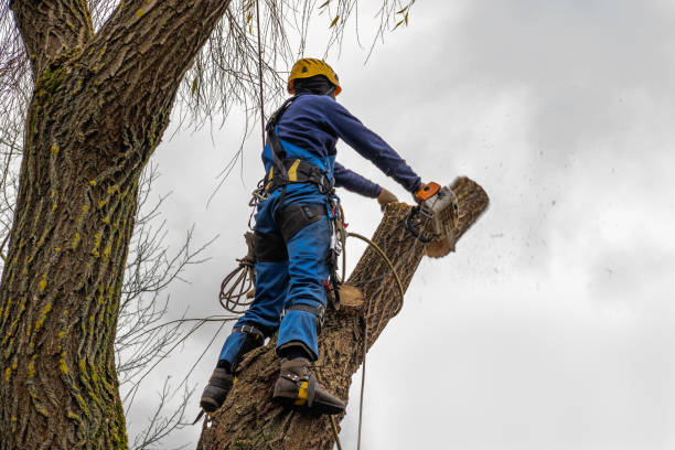 Best Tree Risk Assessment  in Mcchord Af, WA