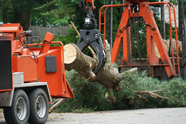 Best Tree Disease Treatment  in Mcchord Af, WA