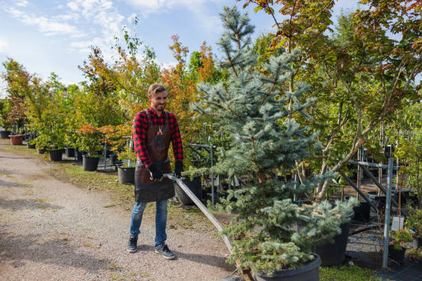 How Our Tree Care Process Works  in  Mcchord Af, WA